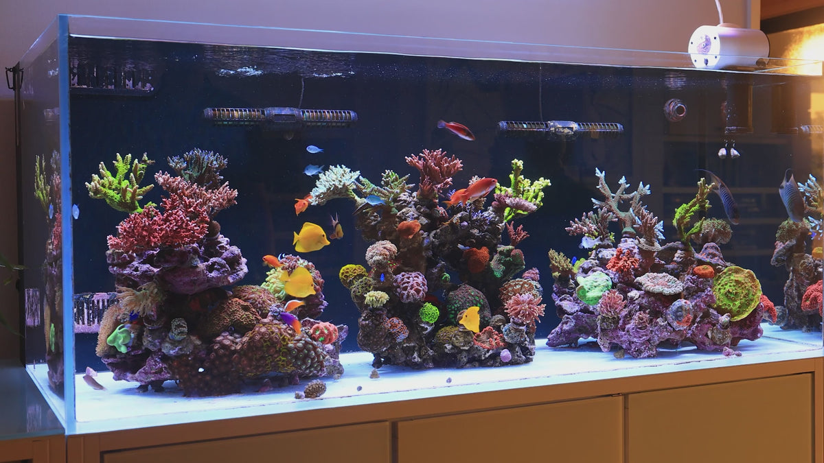 Thriving in-home reef aquarium with colorful fish and corals on a residential maintenance plan