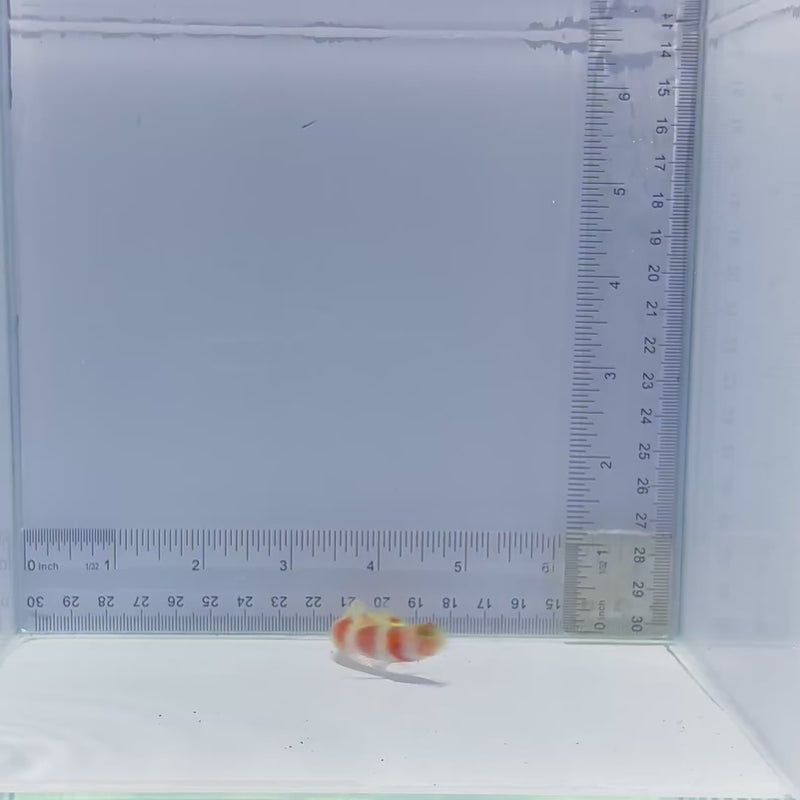 Aurora Goby Fish