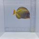 Hybrid Achilles Tang (Acanthurus achilles x Acanthurus nigricans)