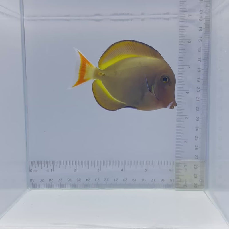 Hybrid Achilles Tang (Acanthurus achilles x Acanthurus nigricans)