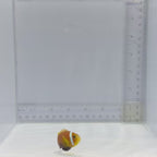 True Rose Skunk Clownfish – Amphiprion nigripes