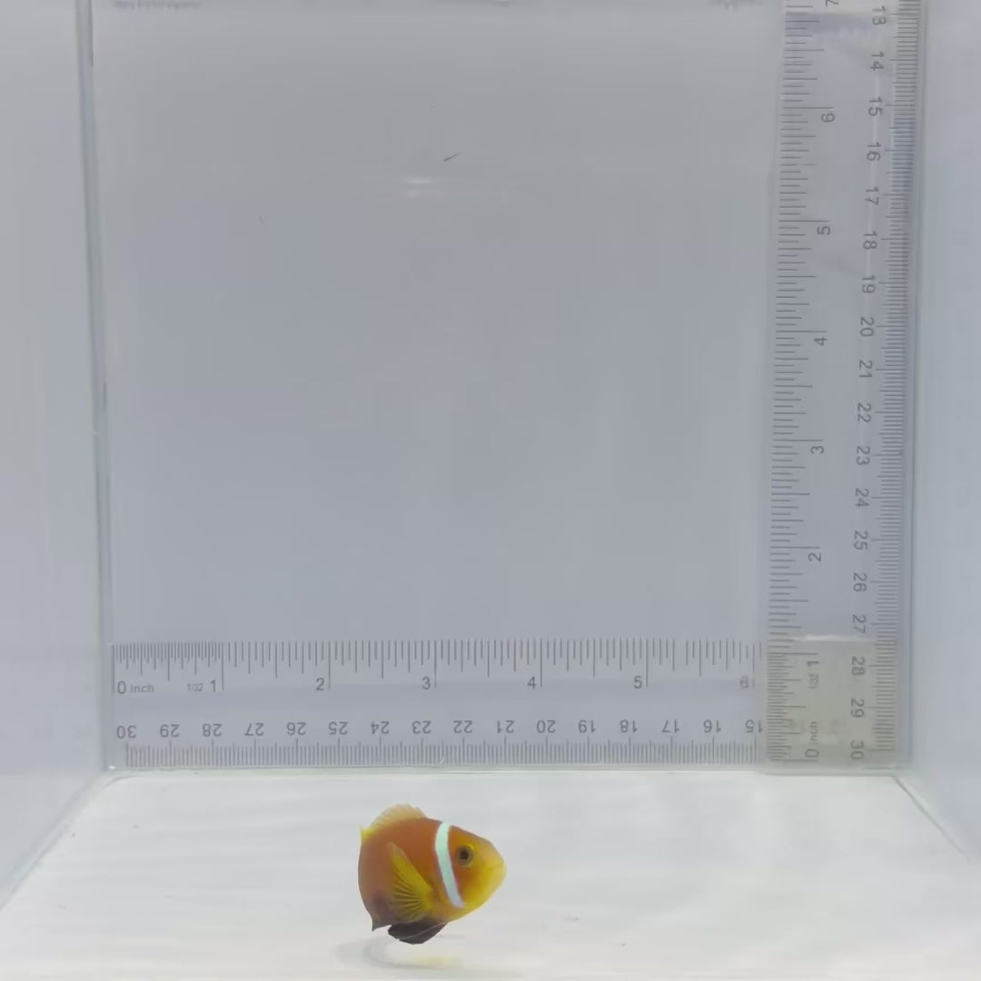 True Rose Skunk Clownfish – Amphiprion nigripes