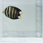 Sailfin Tang Fish
