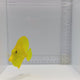 Hawaiian Yellow Tang – Zebrasoma flavescens