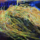 TSA Baby Grail Torch Coral