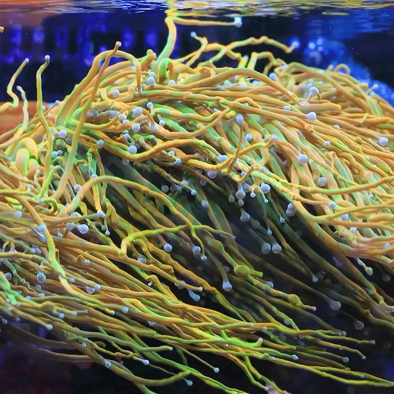 TSA Baby Grail Torch Coral