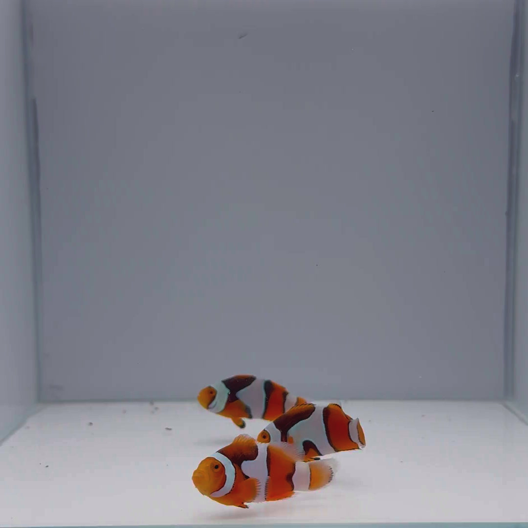 Onyx Picasso Clownfish