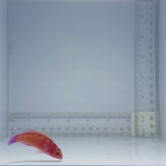 Velvet Fairy Wrasse Fish