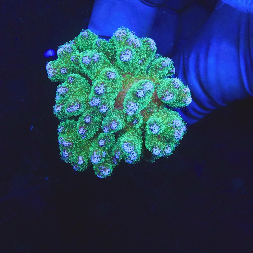 Green Pocillopora Coral