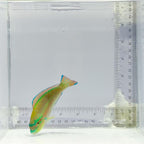 Princess Parrotfish