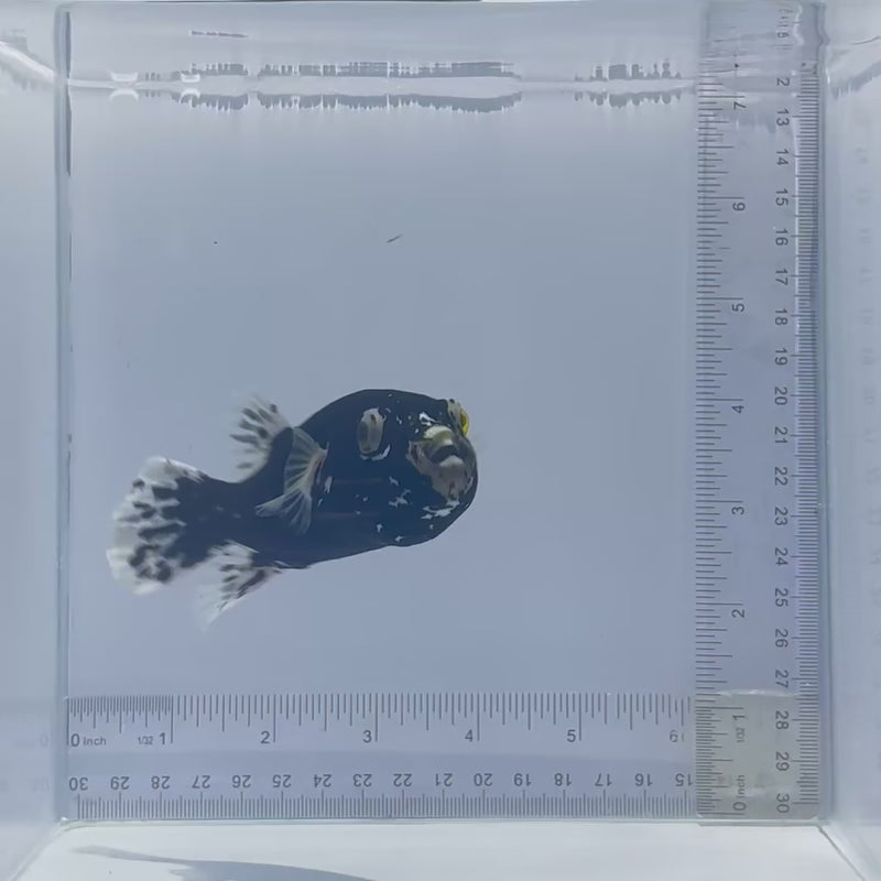 Midnight Dog Face Puffer Fish