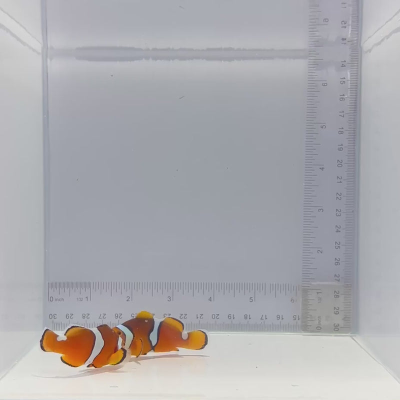 Solomon Island Wild Percula Pair Clown Fish