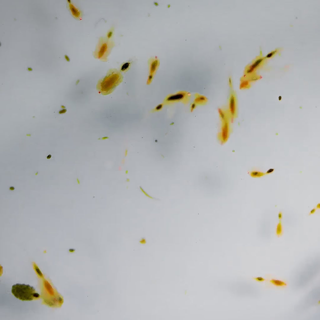 Live Tigriopus Copepods - Reef Genetics