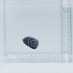 Juv. Emperor Angelfish