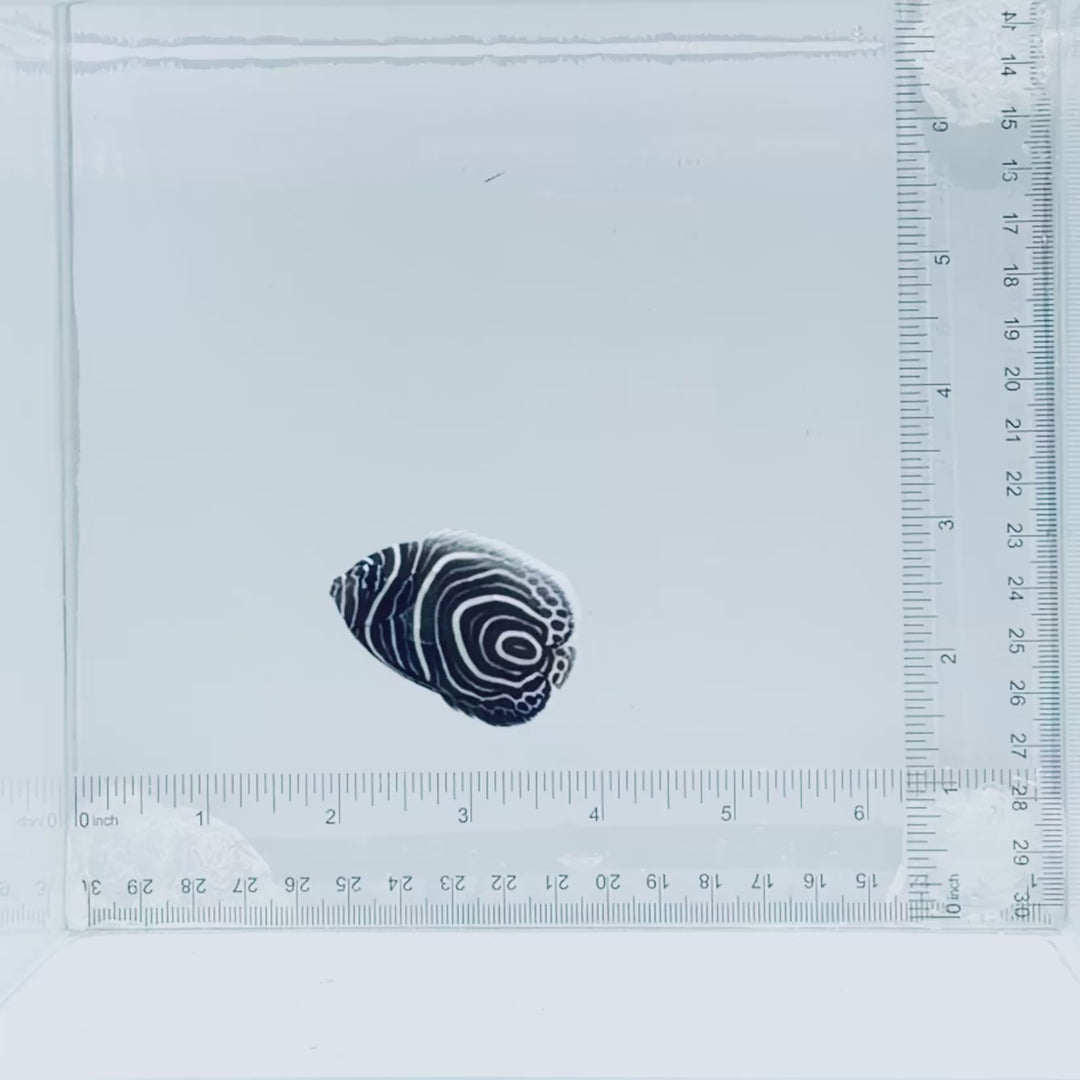Juv. Emperor Angelfish