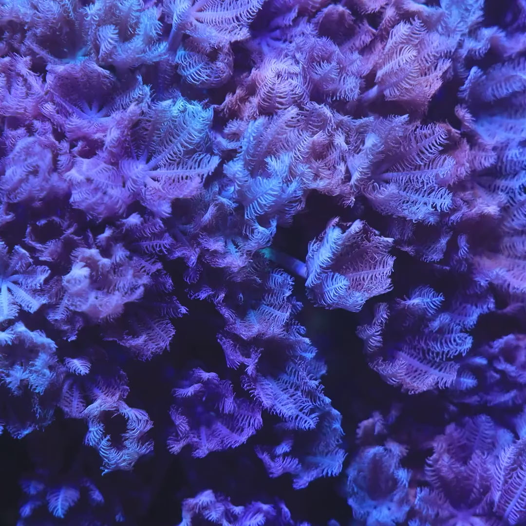 Pulsing Xenia Coral