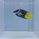 Bicolor Fiji Foxface – Siganus uspi
