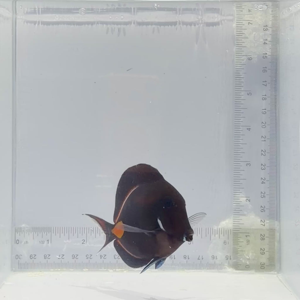 Achilles Tang