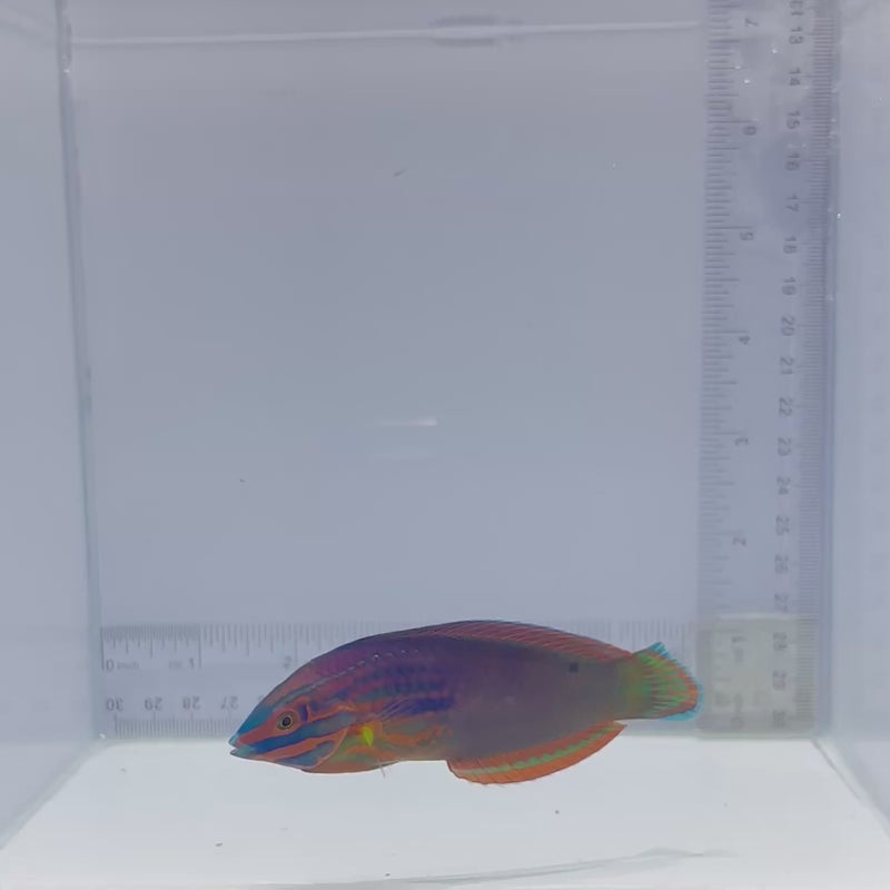 Red Lined Wrasse (Halichoeres biocellatus)