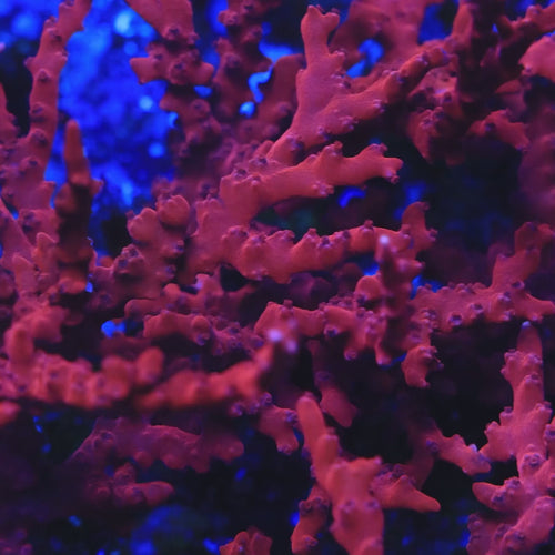 JF TNT Anacropora Coral