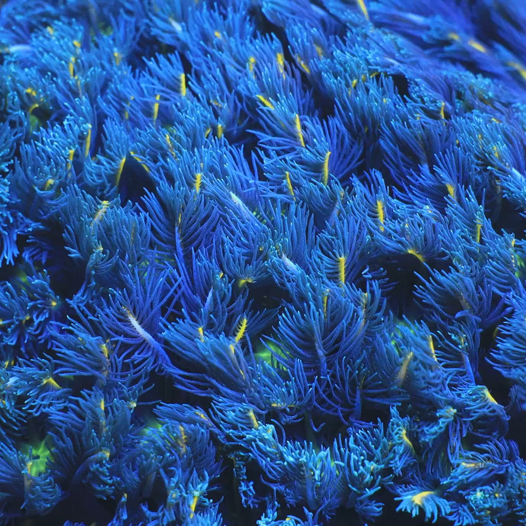 TSA Lemon Laser Clove Polyp Coral