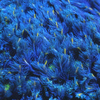 TSA Lemon Laser Clove Polyp Coral
