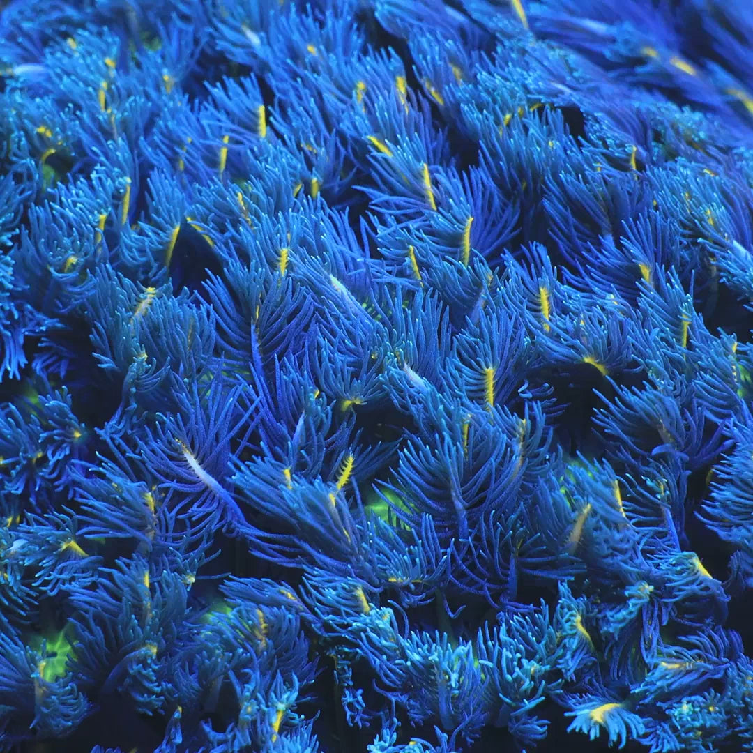 TSA Lemon Laser Clove Polyp Coral