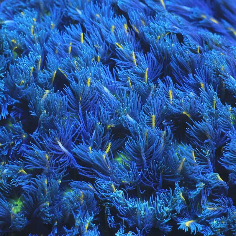 TSA Lemon Laser Clove Polyps Coral