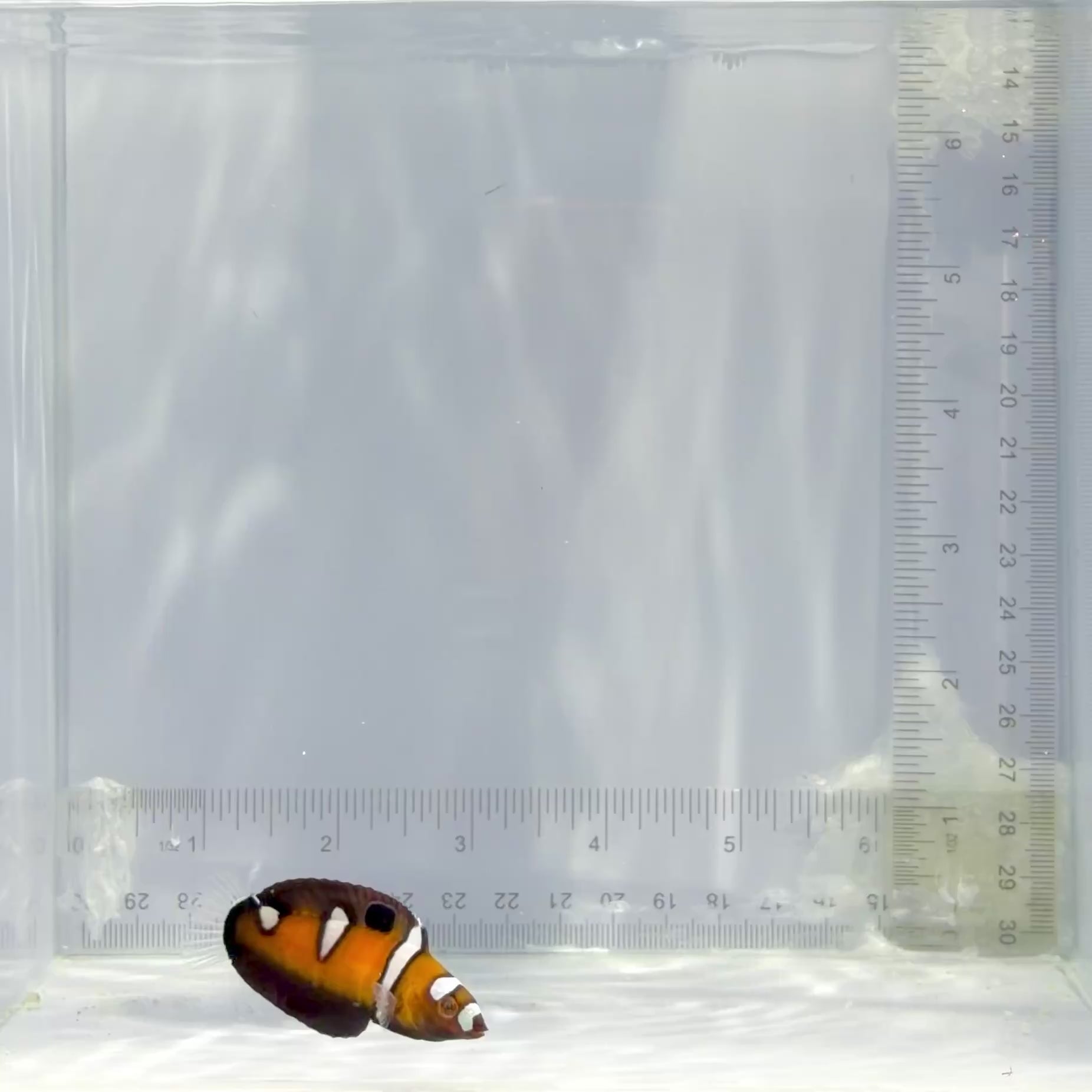 Juvenile Formosa Wrasse