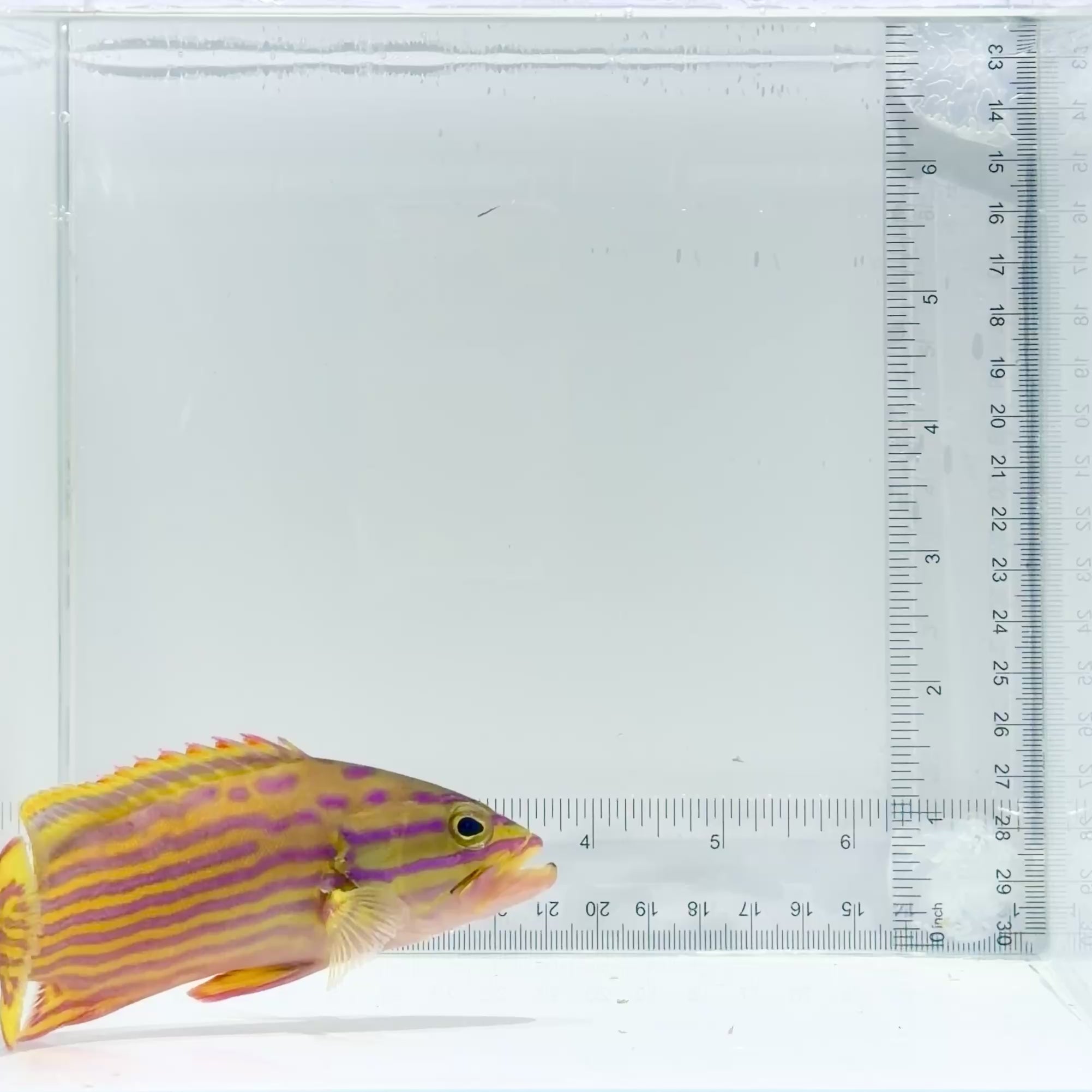 Polleni Grouper