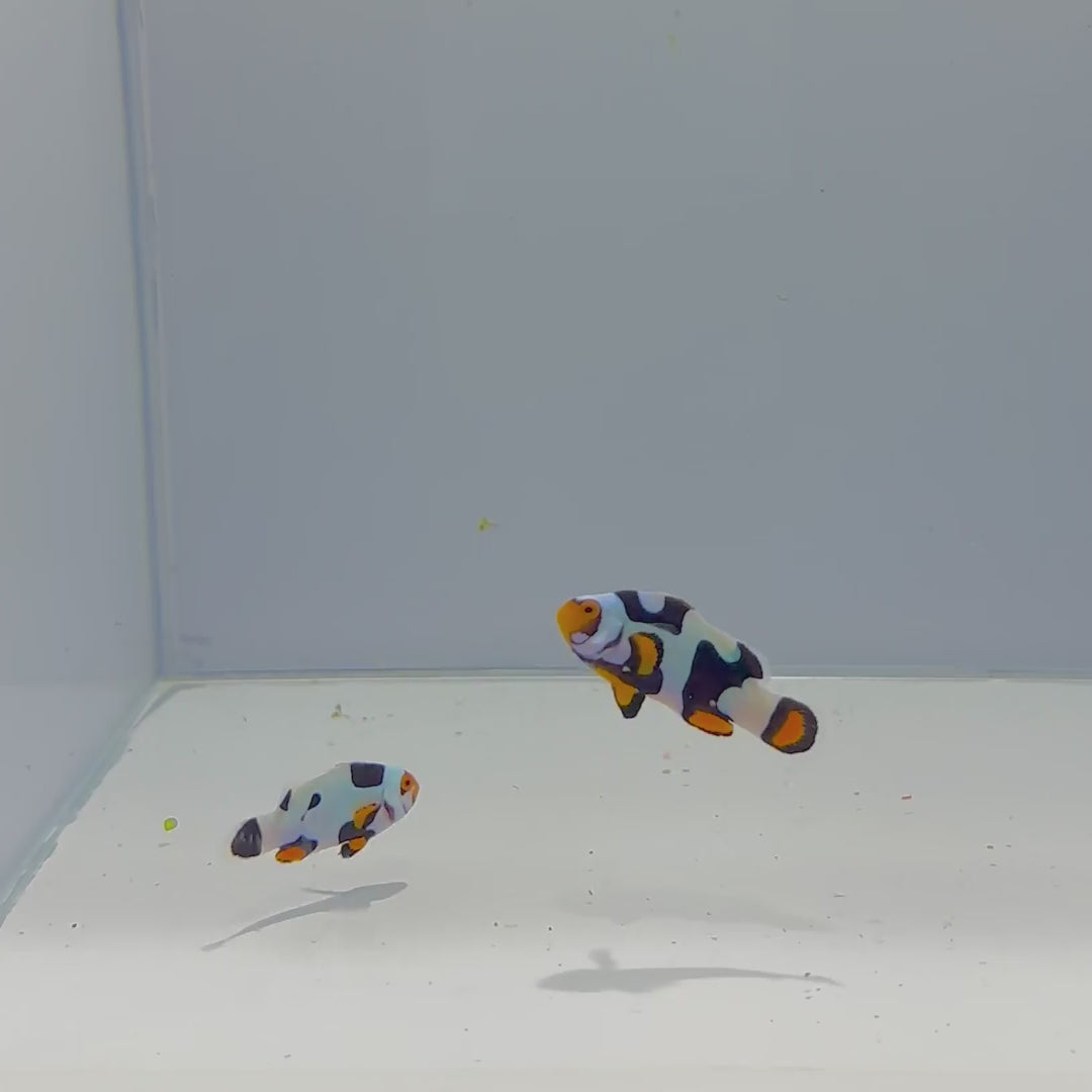 Black Hawk Clownfish Pair