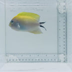 Female Swallowtail Angelfish