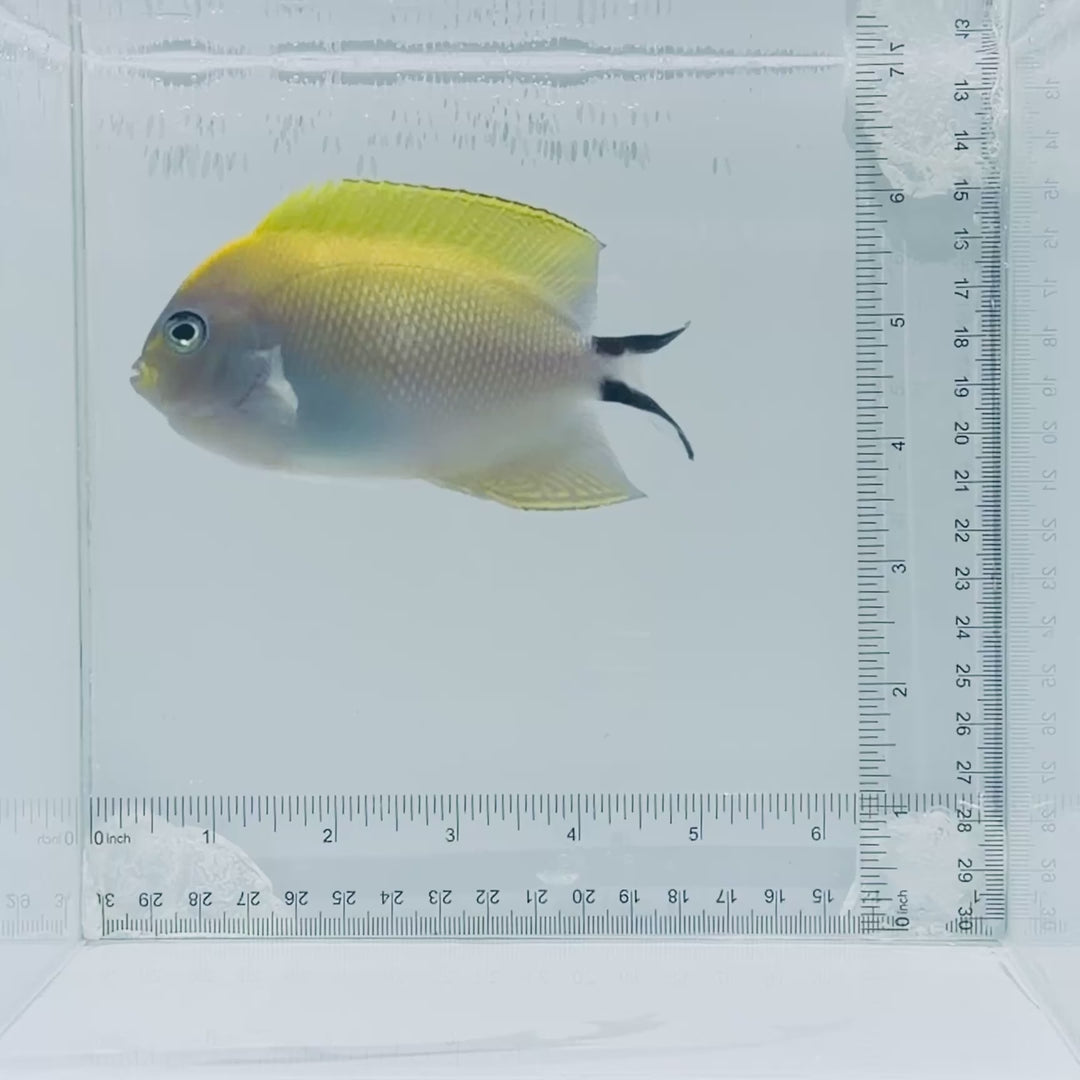 Female Swallowtail Angelfish