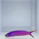 Purple Tile Fish