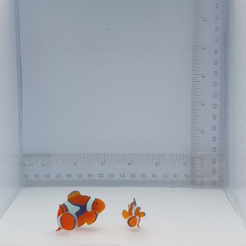 Solomon Island Wild Percula Pair Clown Fish