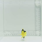 Bicolor Angelfish