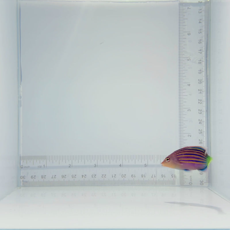 Six Line Wrasse Fish