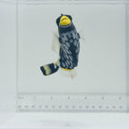Clown Triggerfish