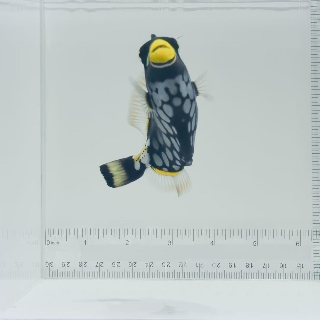 Clown Triggerfish