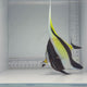 Moorish Idol Fish