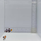 Black Gladiator Clownfish Pair – Amphiprion ocellaris