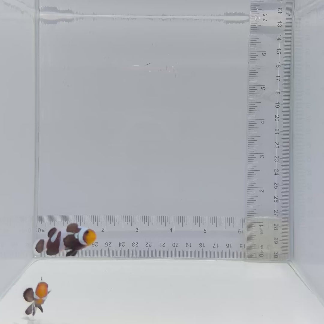 Black Gladiator Clownfish Pair – Amphiprion ocellaris