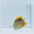 Flame Fin Tomini Tang