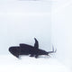 Australian Sailfin Cat Fish
