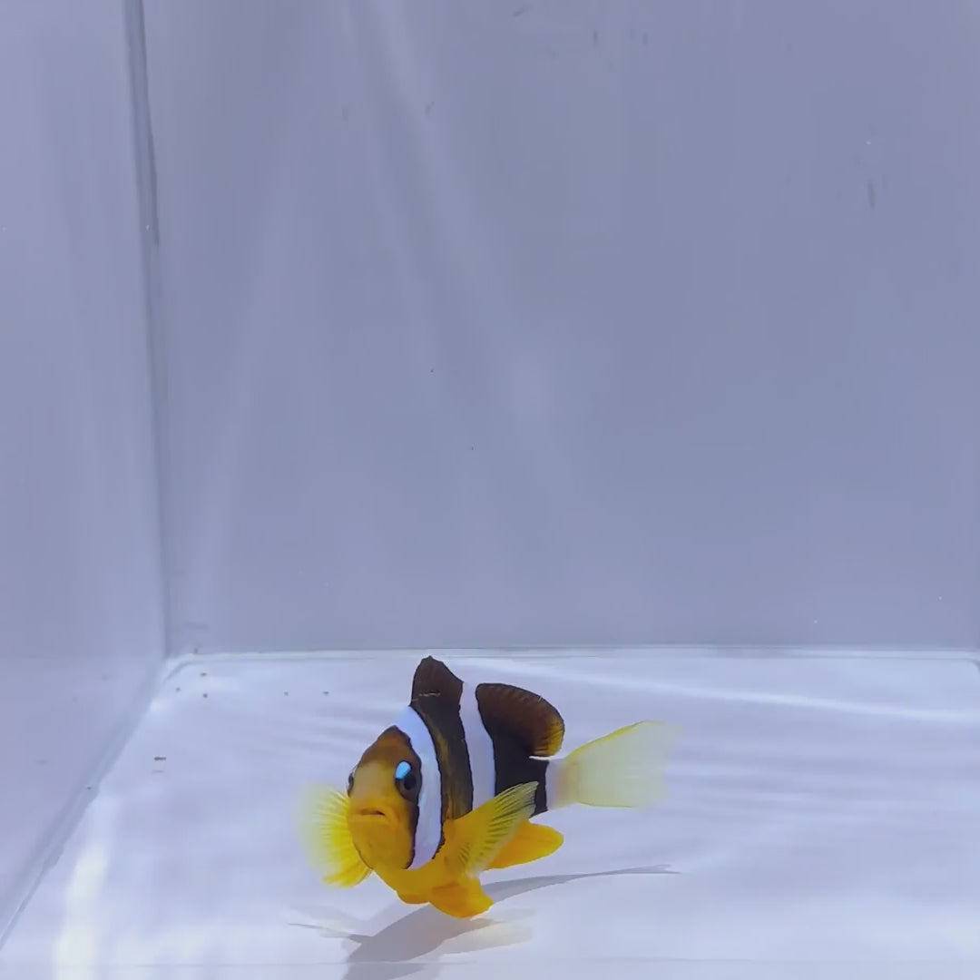 Jumbo Pearl Eye Clownfish