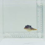 Fiji Blue Spot Pufferfish