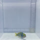 Male Goldbar Wrasse