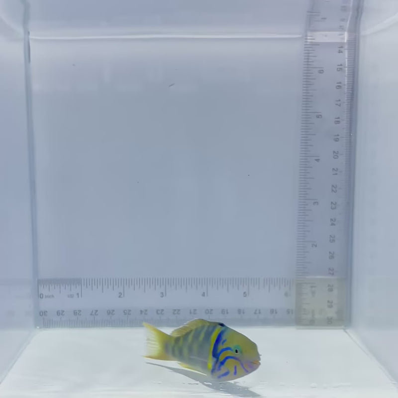 Male Goldbar Wrasse