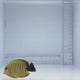 Mimic Eibli Tang Fish