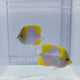 Duo Pyramid Butterfly Fish